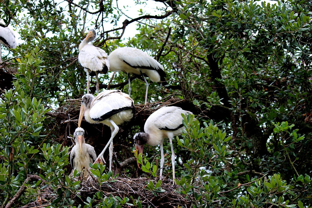 bird  nest  pelican free photo