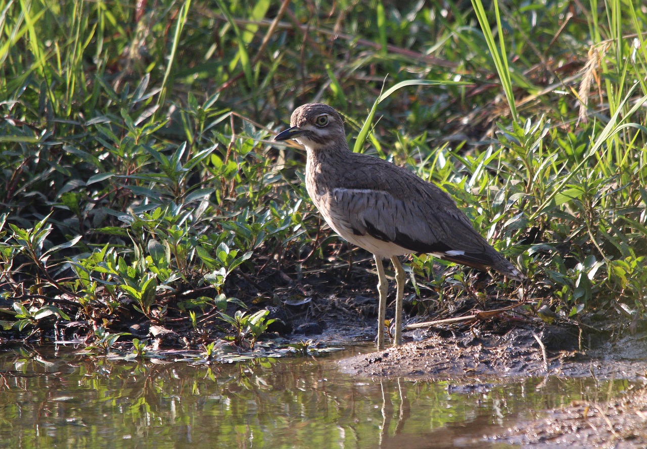 bird  nature  animal free photo