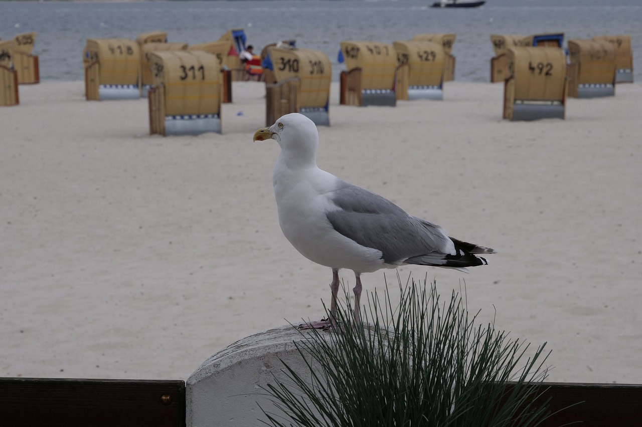 bird  seagull  animal free photo