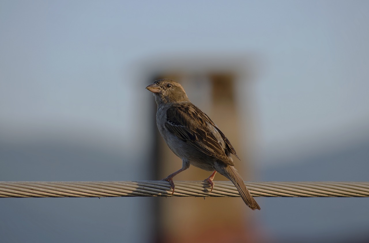 bird  sparrow  wings free photo