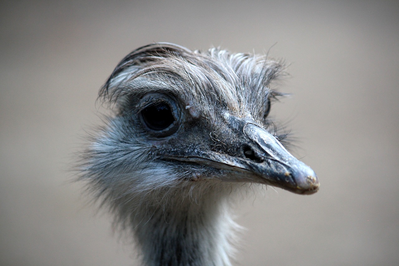 bird  head  emu free photo