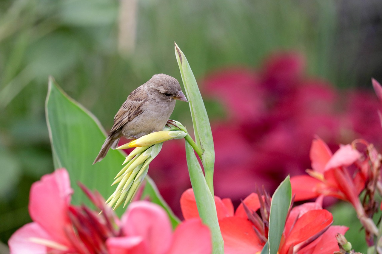 bird  flower  green free photo