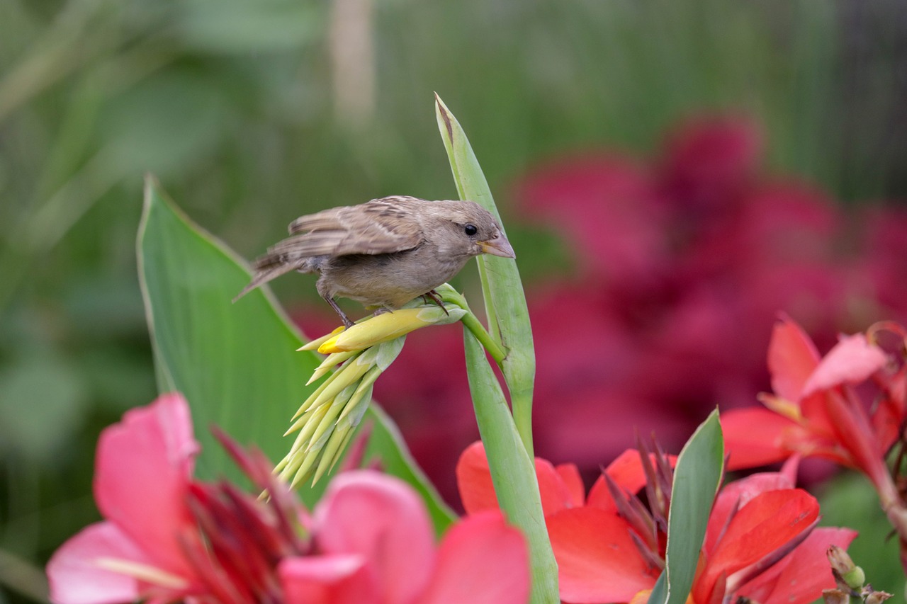 bird  flower  green free photo