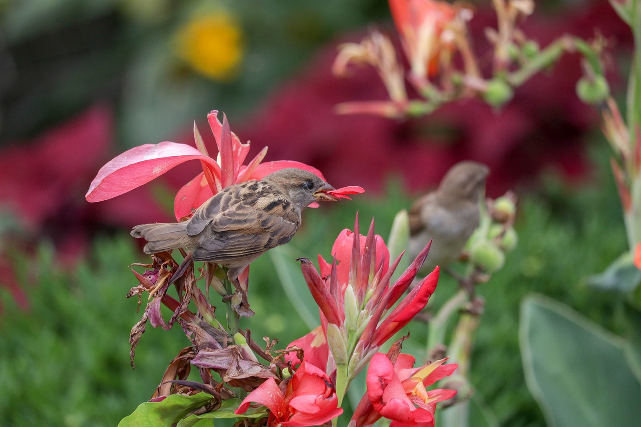 bird  flower  green free photo