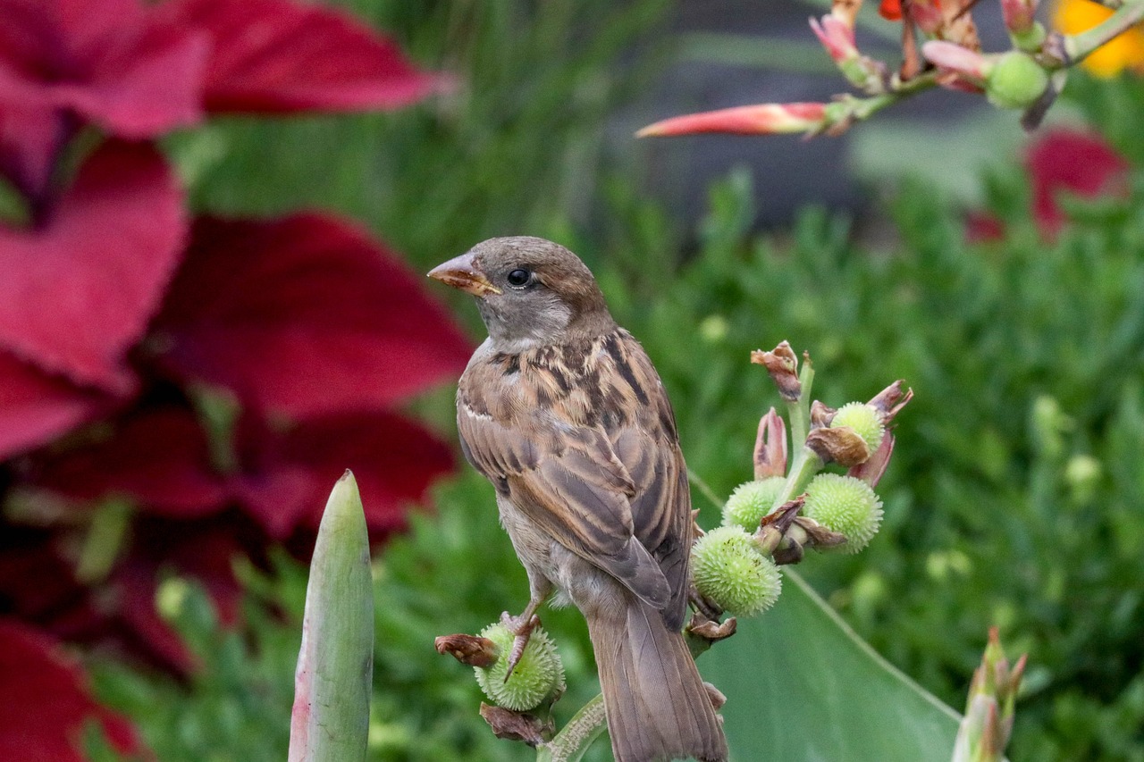 bird  flower  green free photo