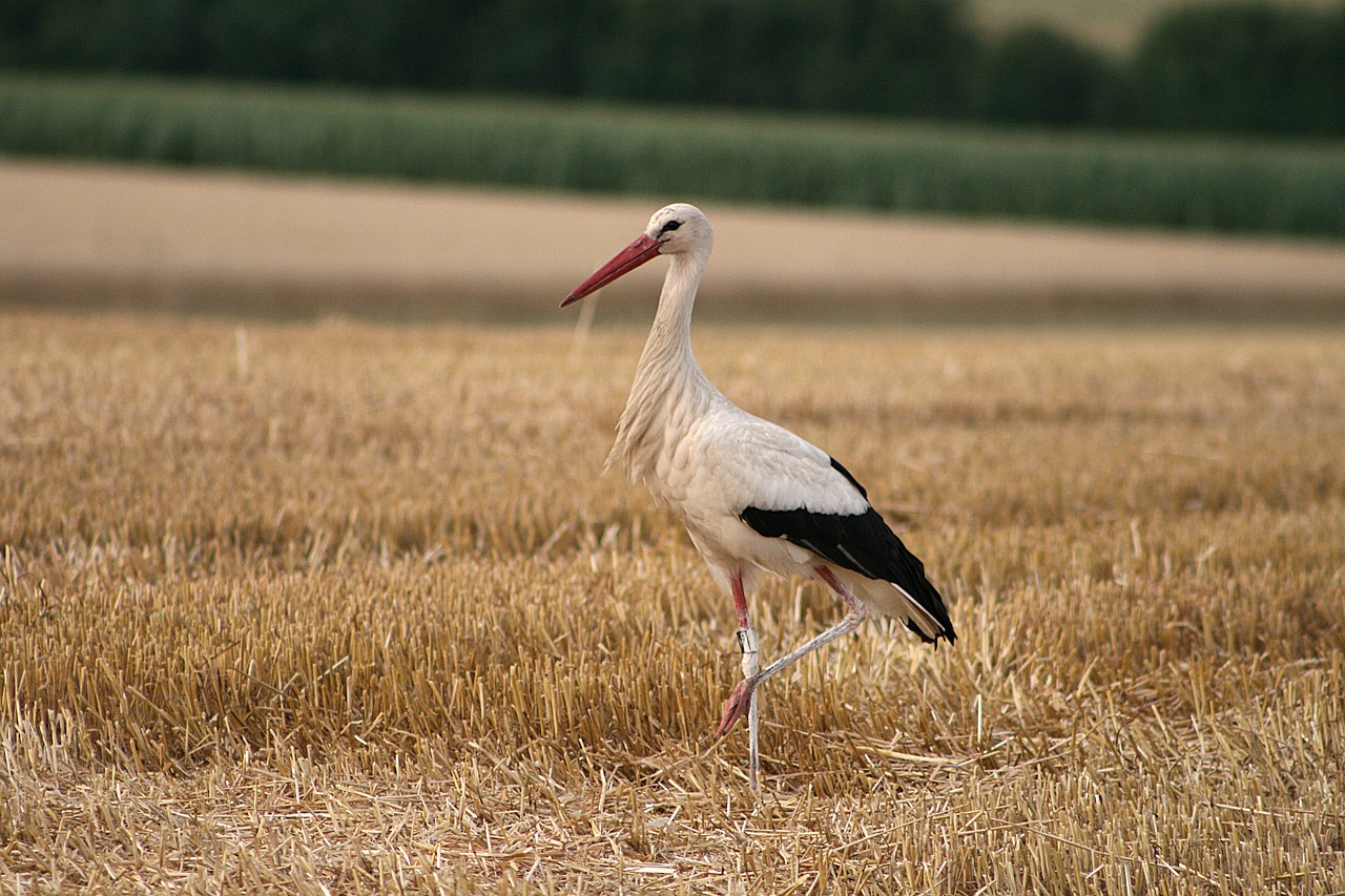 bird  stork  white stork free photo