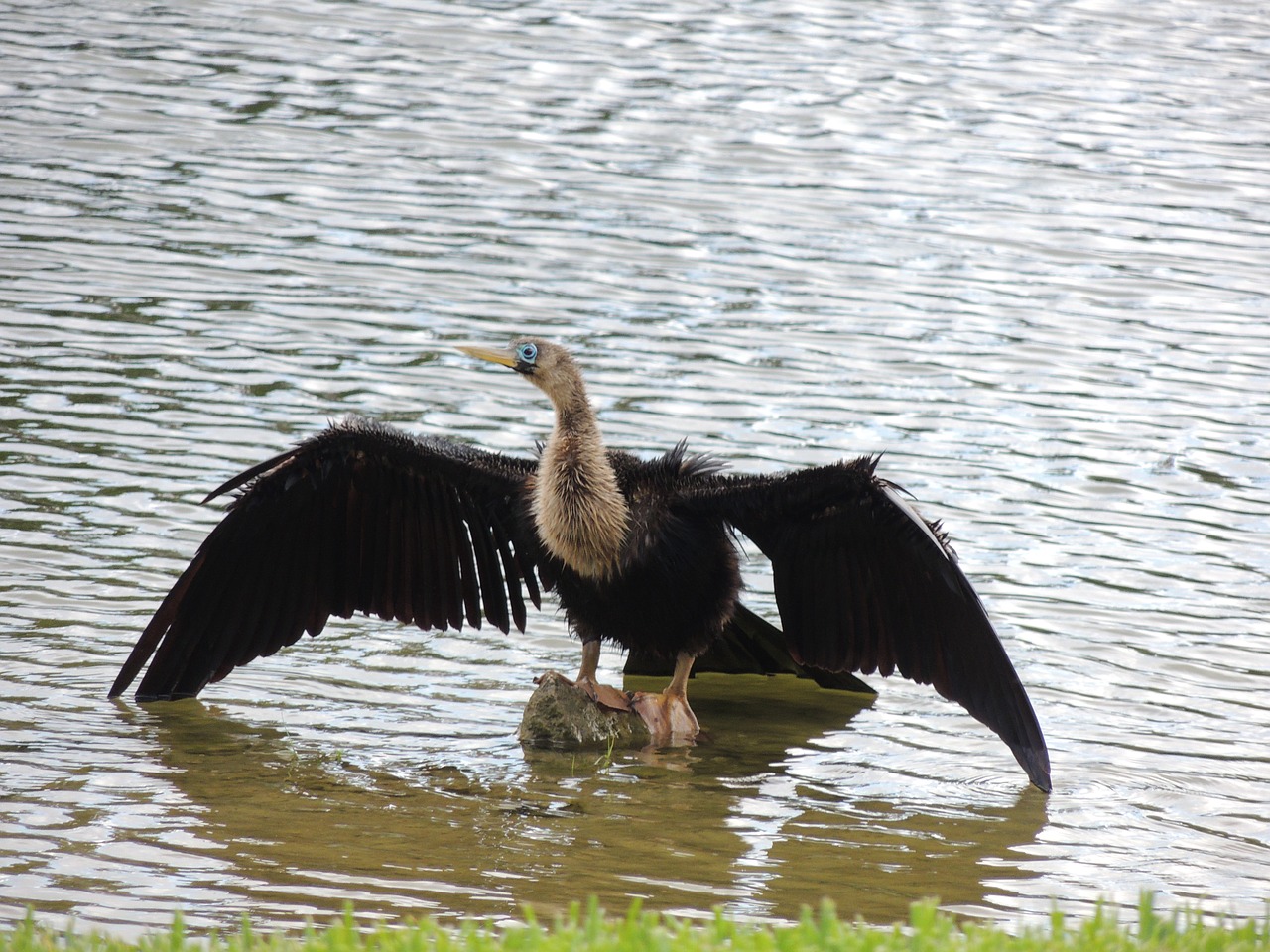 bird  feathers  lake free photo