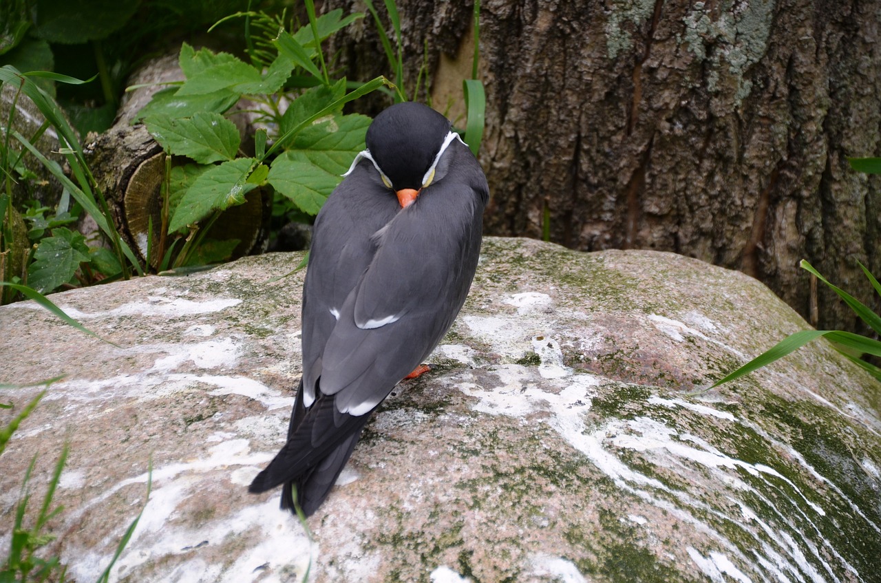 inca tern larosterna inca tern free photo