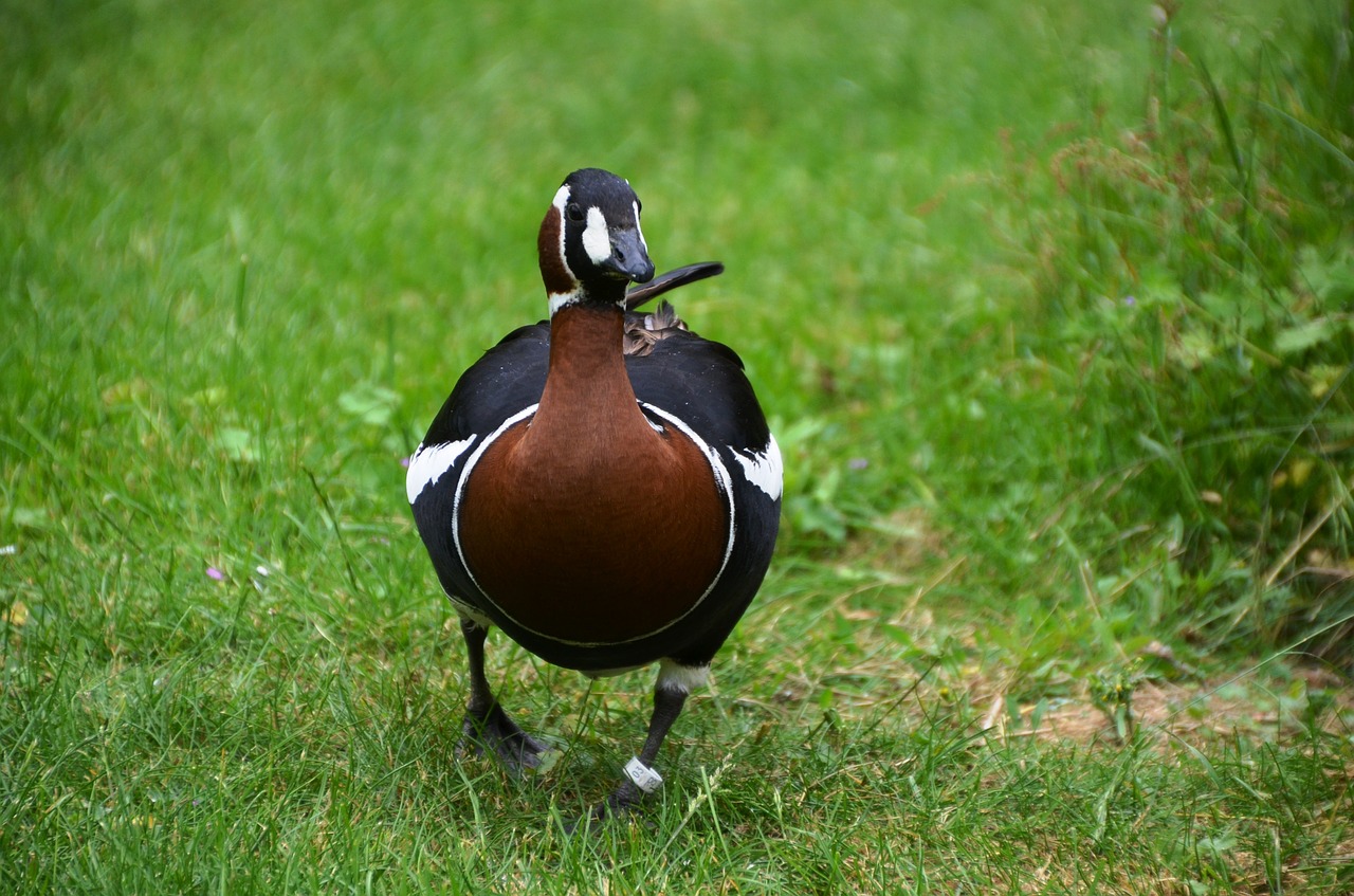 bird animal duck free photo