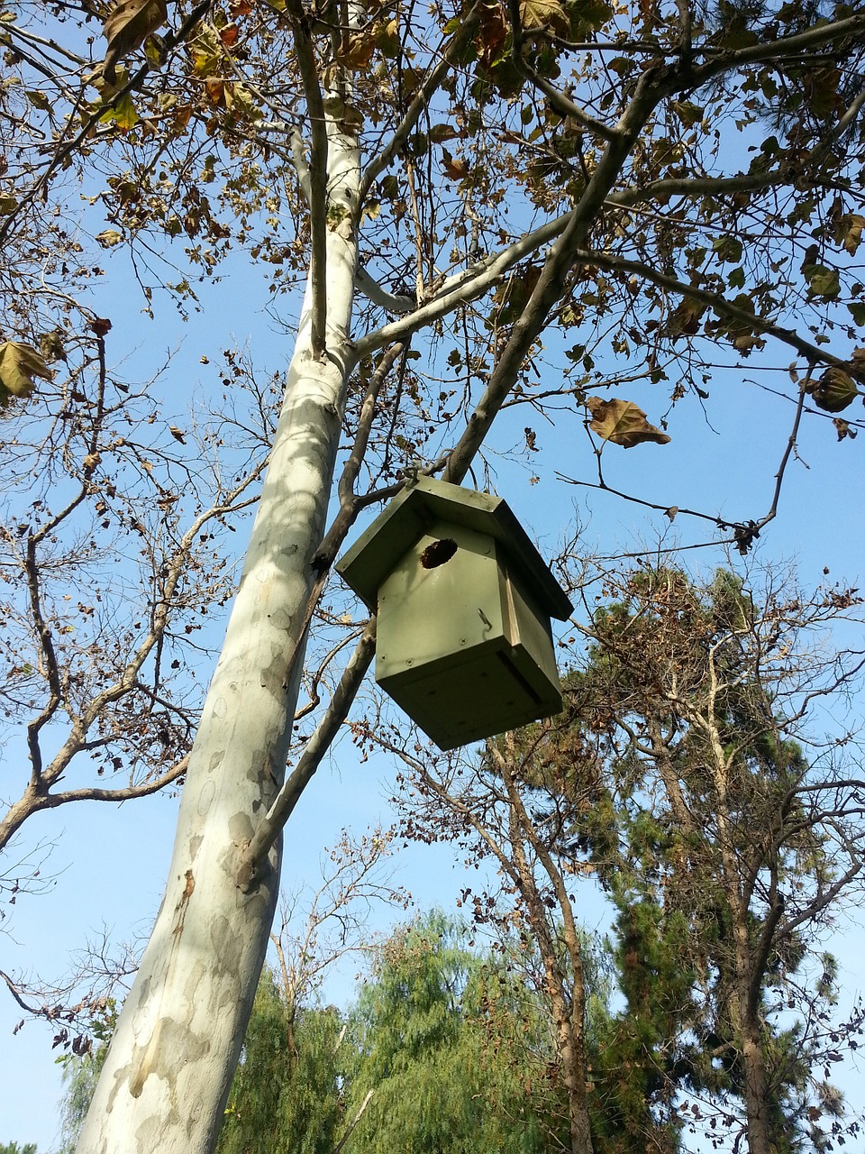 bird nest birdhouse free photo