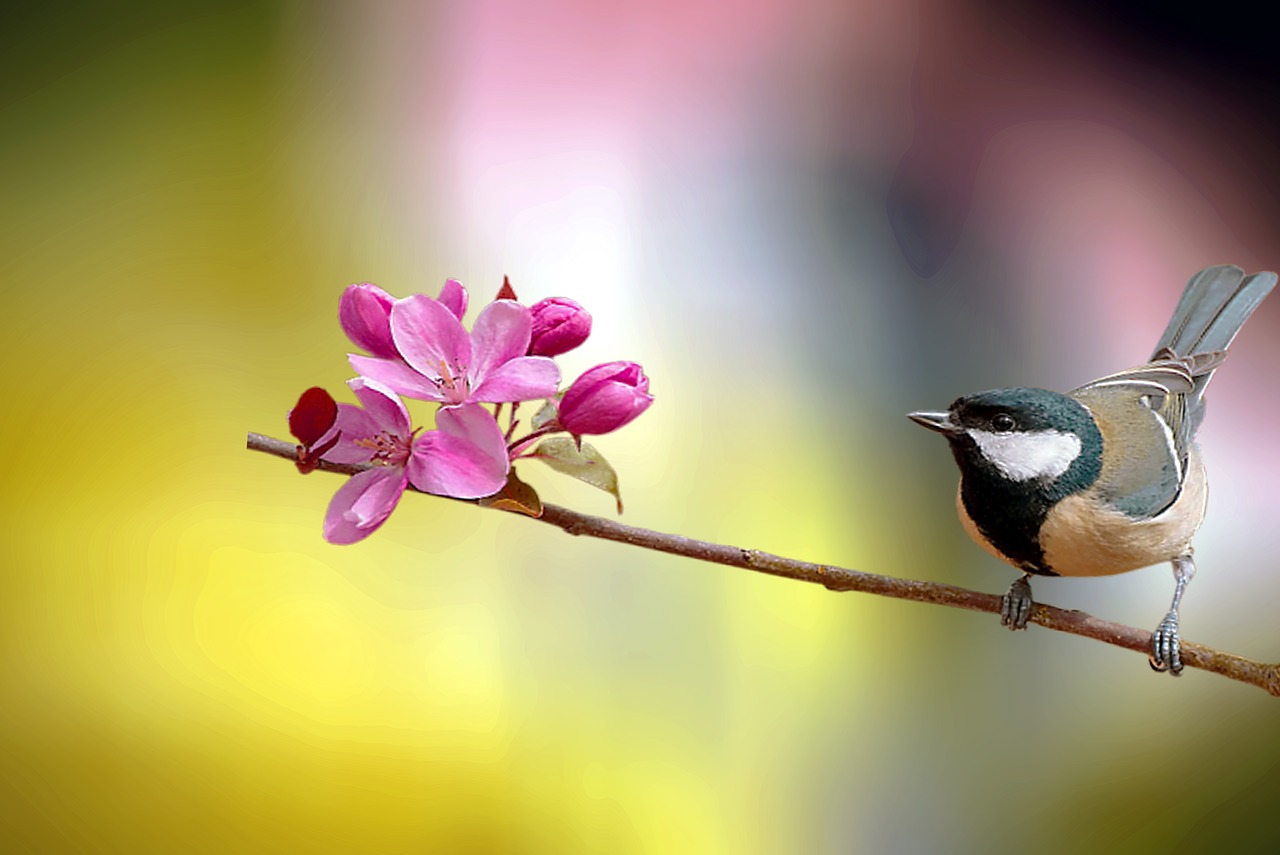 bird  tree  nature free photo