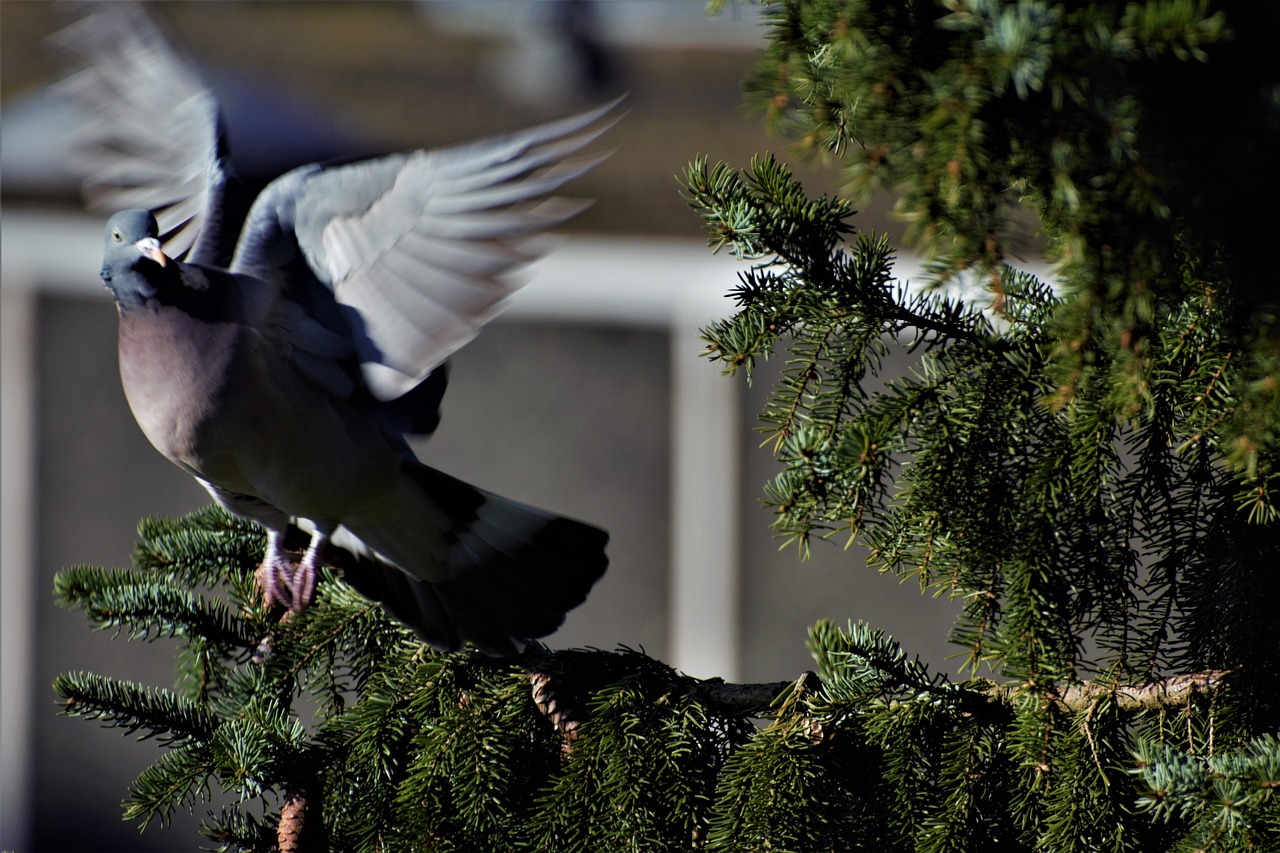 bird  dove  flight free photo