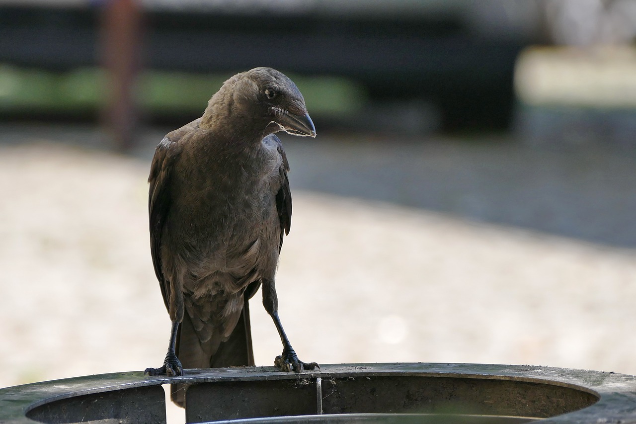 bird  beak  nature free photo