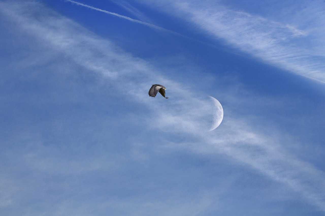 bird  sky  moon free photo