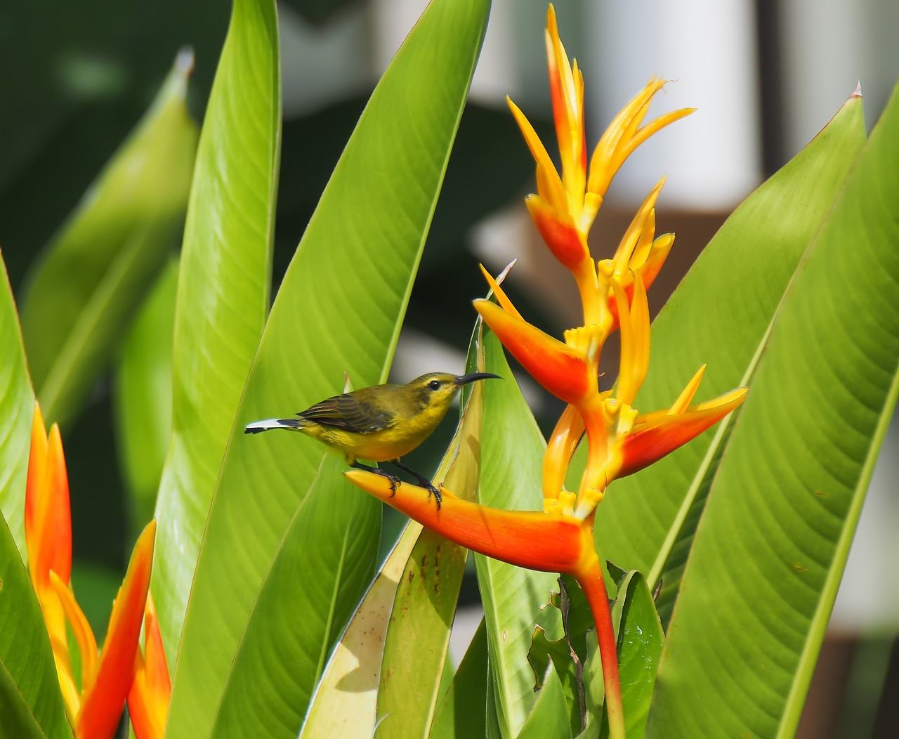 bird  flower  tropical free photo