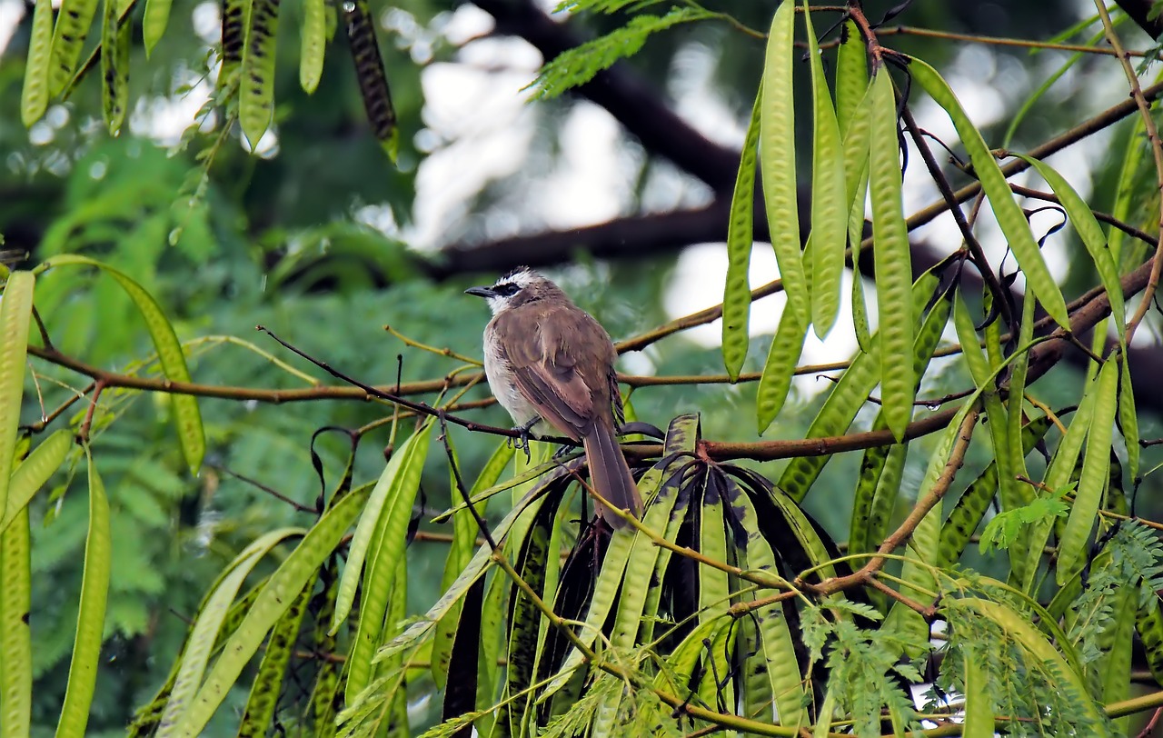 bird  perched  wet free photo