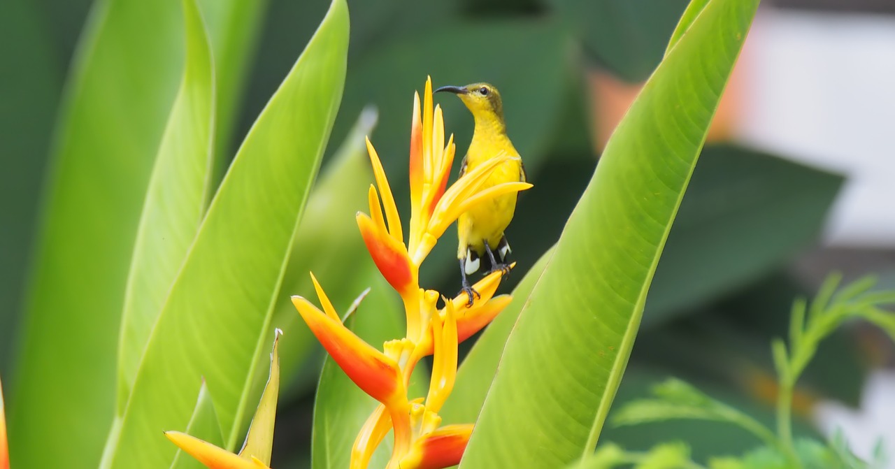 bird  wild  plant free photo