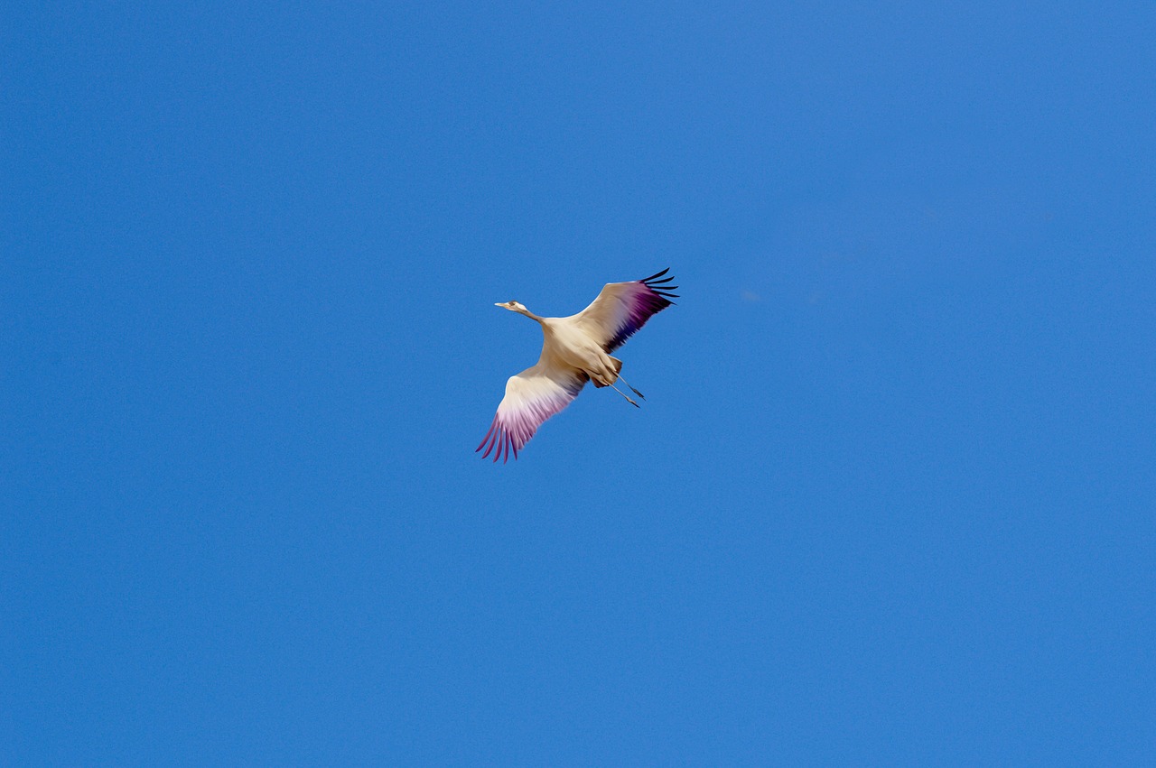 bird  fly  flying free photo