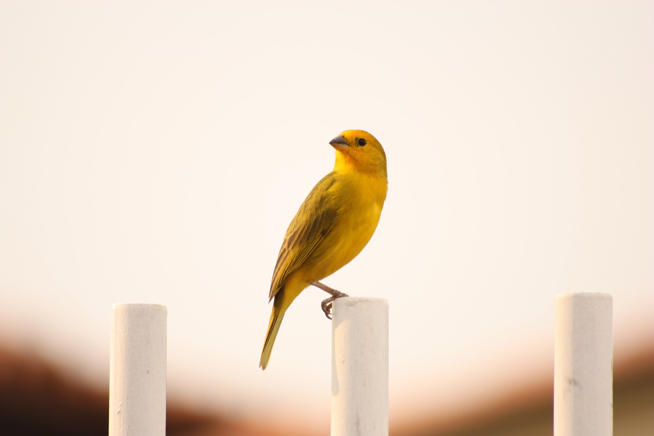 bird  loneliness  landscape free photo