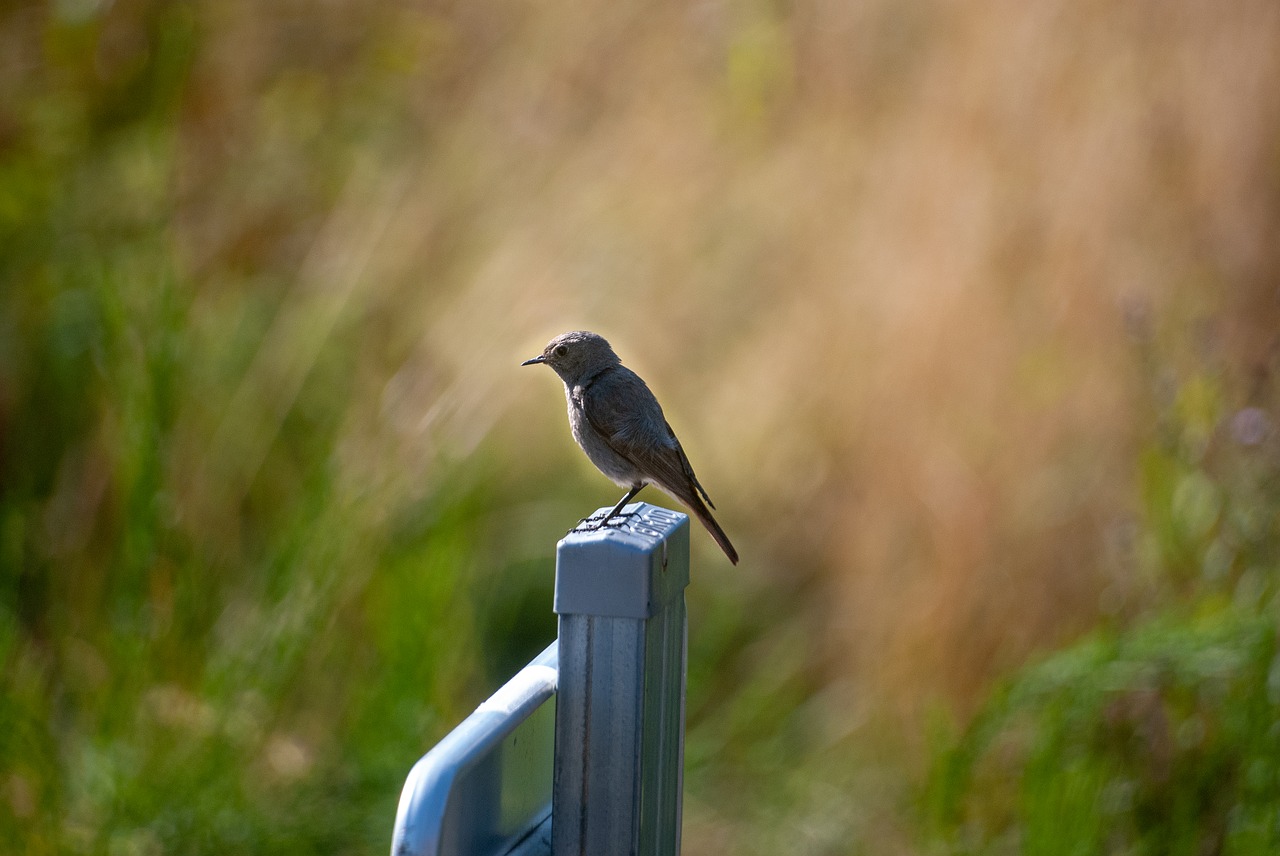 bird  portrait  nature free photo