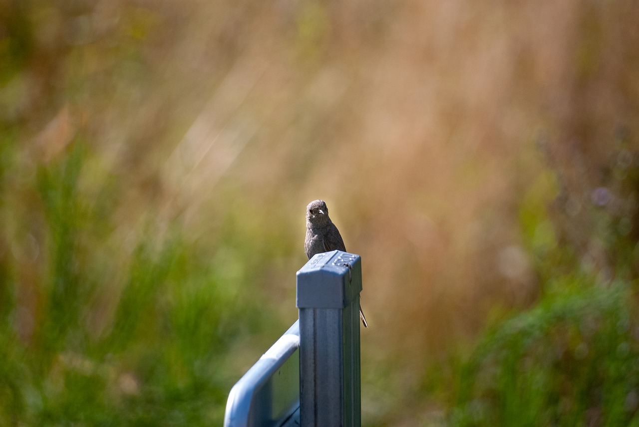 bird  portrait  nature free photo