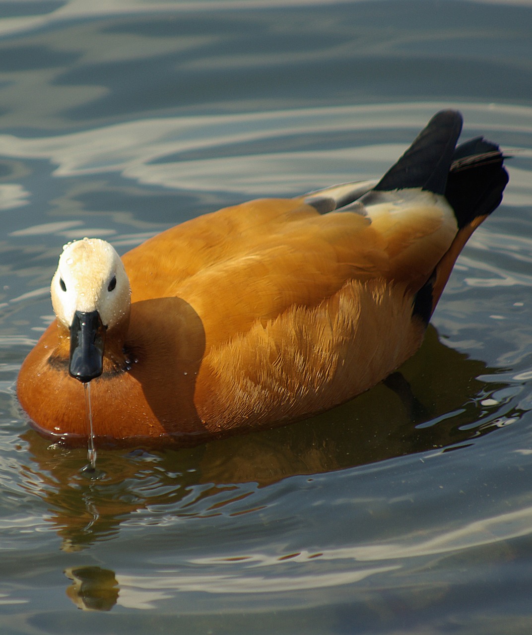 bird duck water free photo