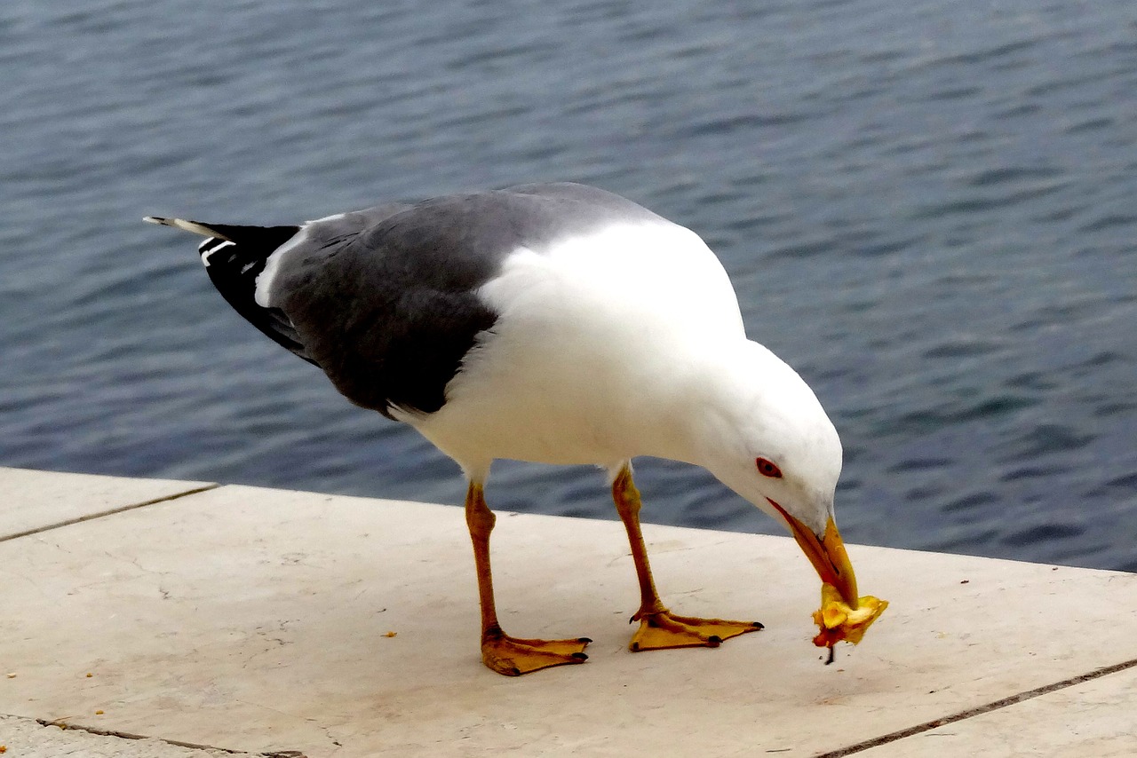 bird seagull birds free photo