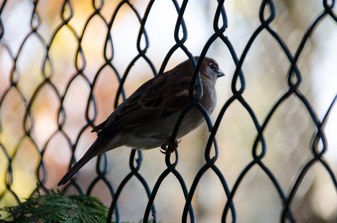 bird  fence  plumage free photo