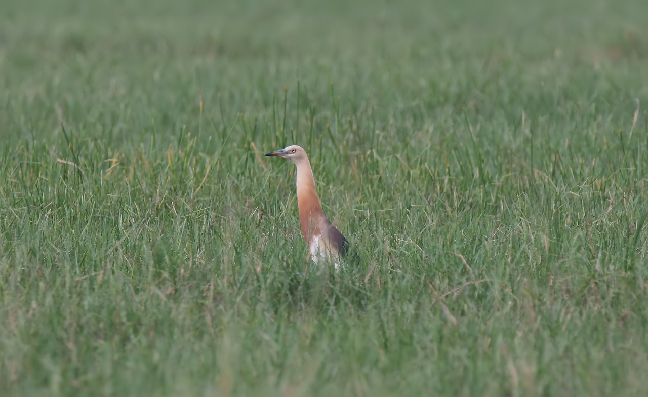 bird  wild  wildlife free photo