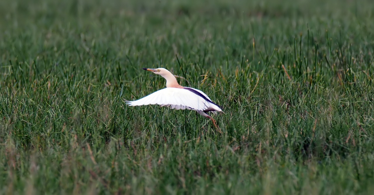 bird  wild  wildlife free photo