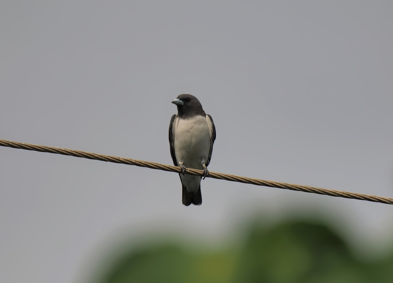 bird  outdoor  wild free photo