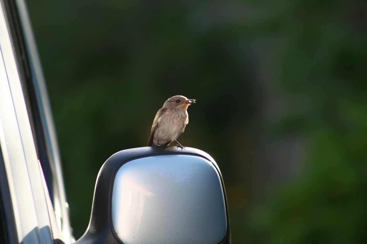 bird  car  vehicle free photo