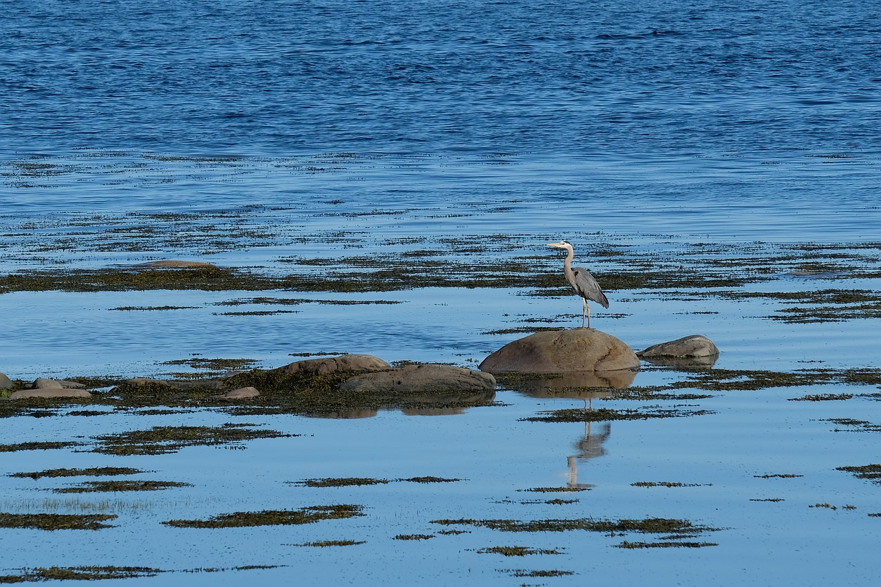 bird  heron  beach free photo