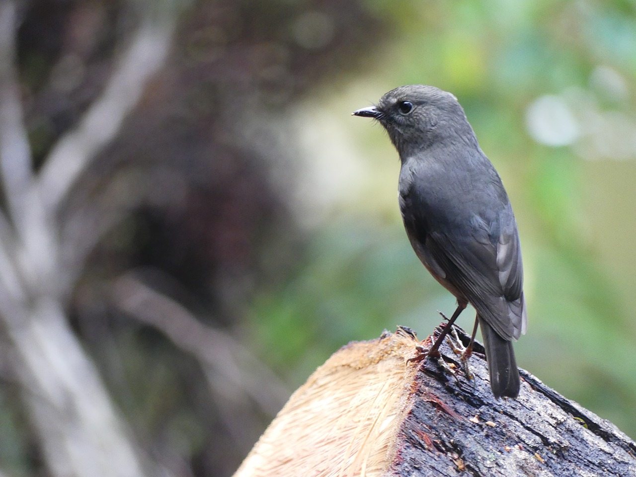 bird  new zealand  forest free photo