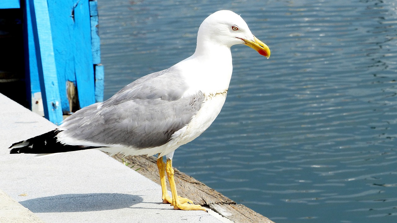 bird  seagull  nature free photo