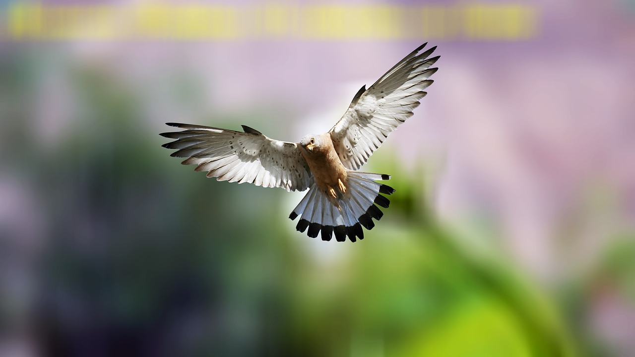 bird  fly  flying free photo