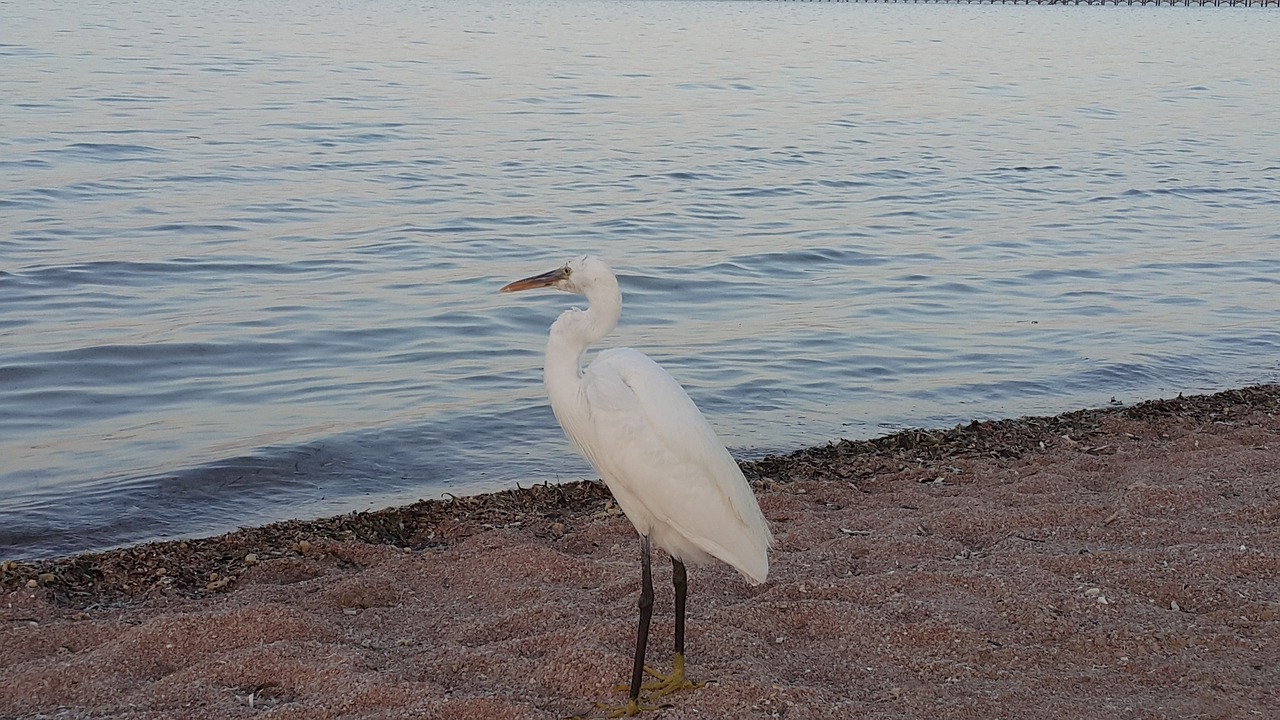 bird  sea  holidays free photo