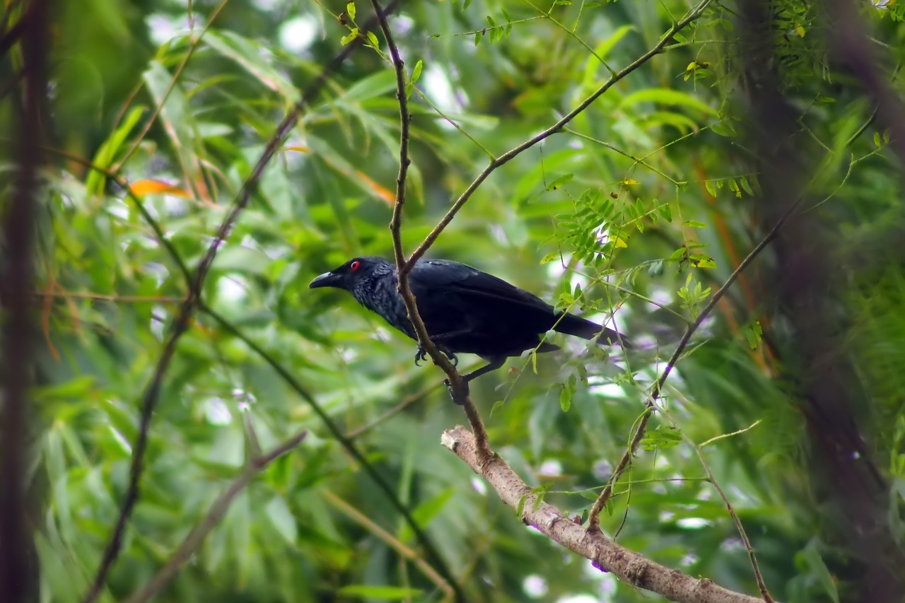 bird  natural  nature free photo