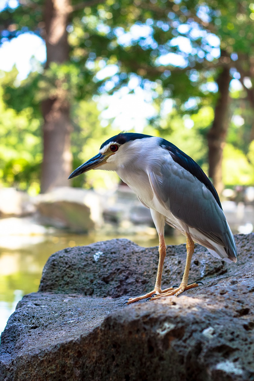 bird  animal  park free photo