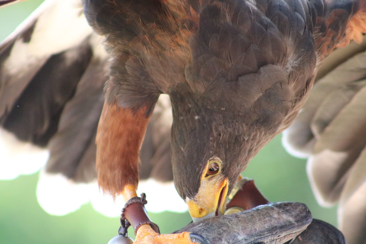 bird  raptor  nature free photo