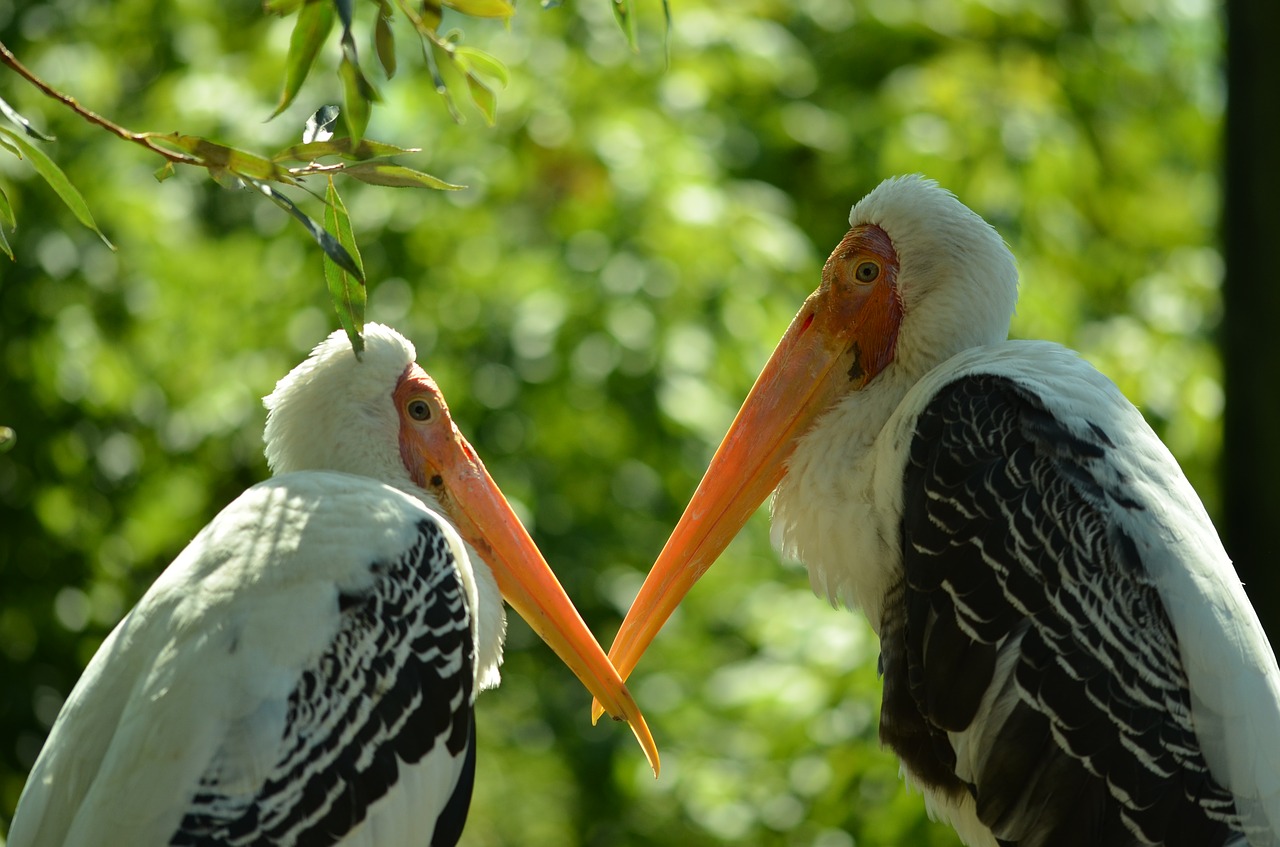 bird  love  nature free photo