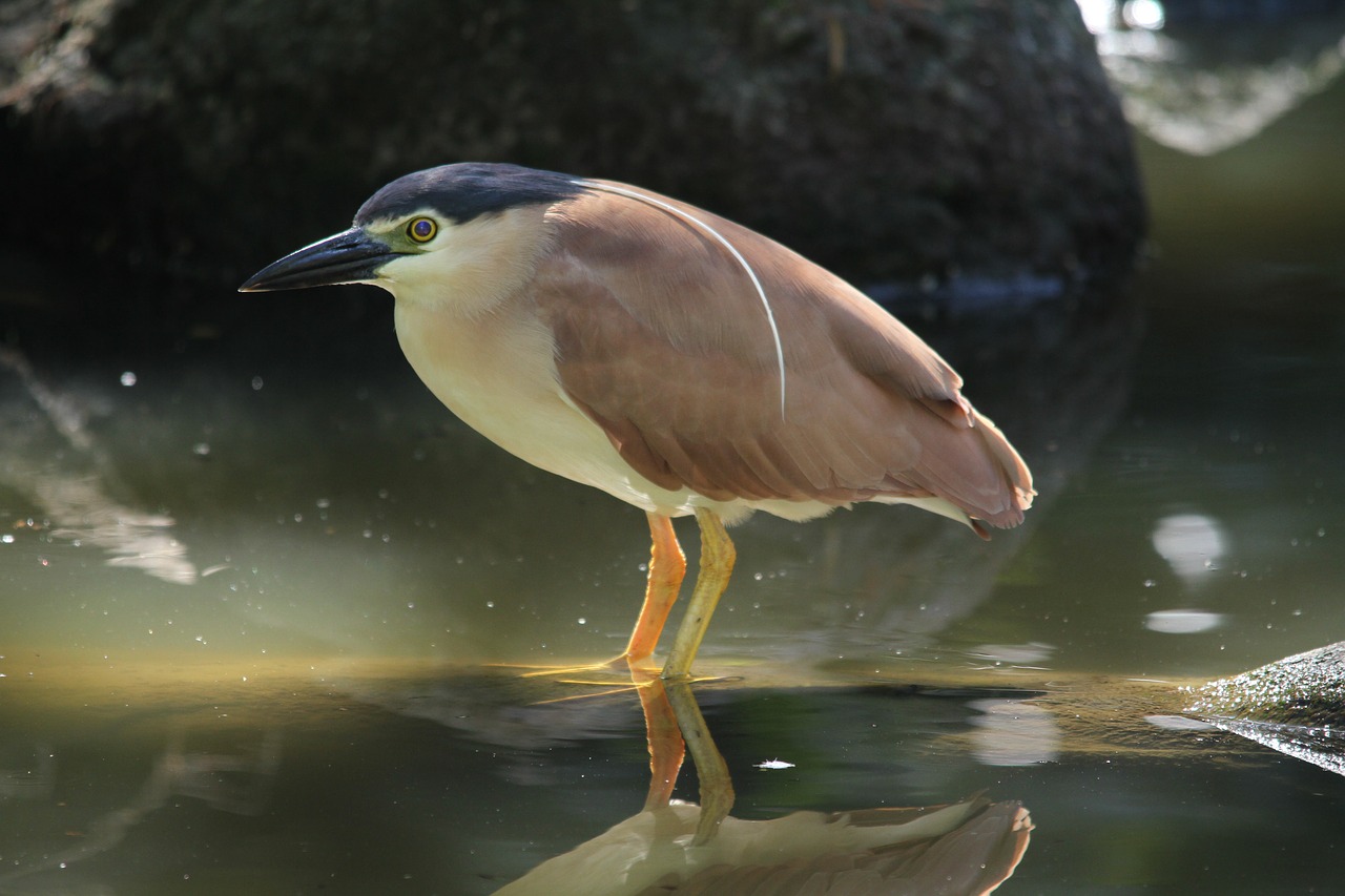 bird  water bird  pond free photo