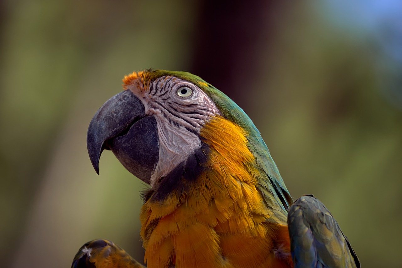 bird  parrot  exotic free photo