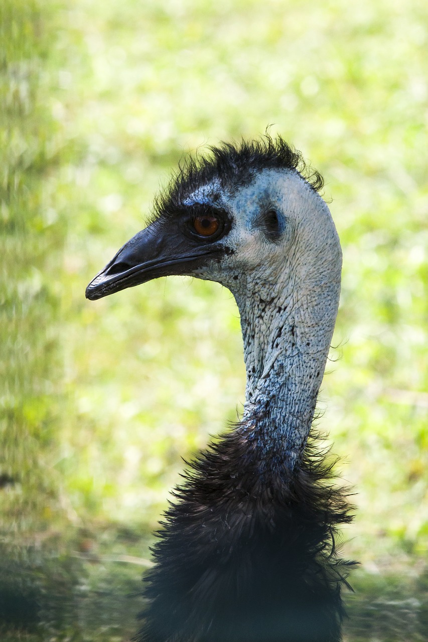 bird  emu  bill free photo