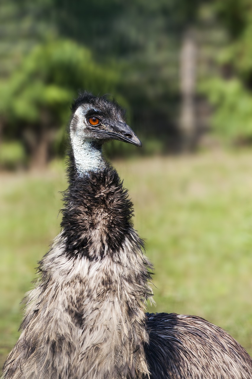bird  emu  bill free photo