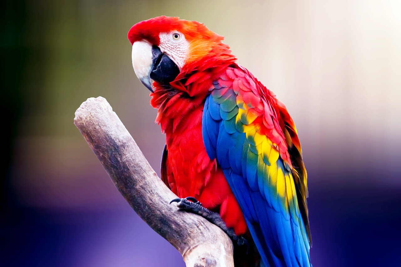 bird  parrot  exotic free photo