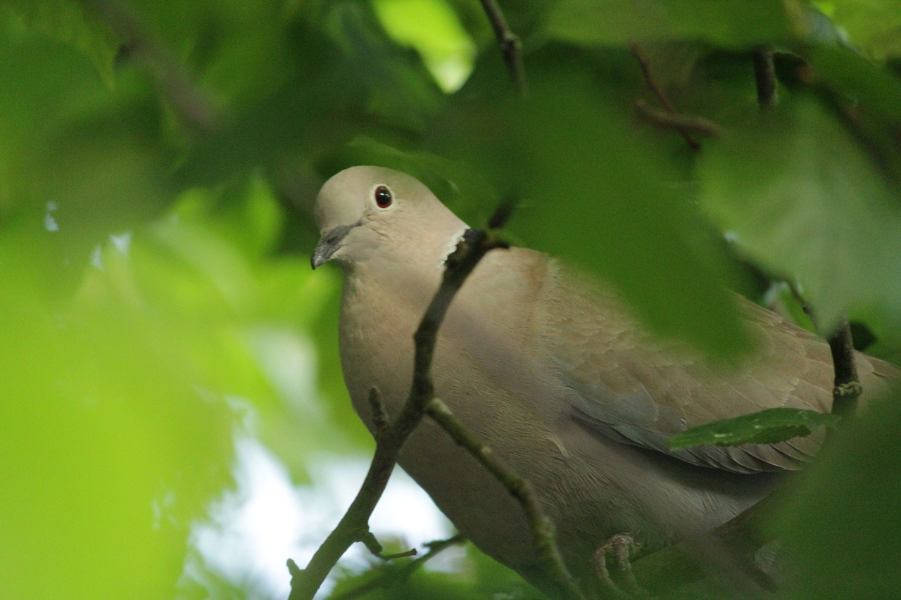 bird  collared dove  garden free photo
