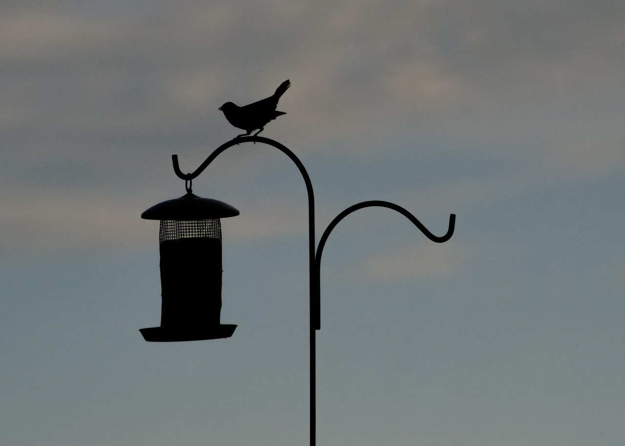 bird silhouette bird feeder free photo