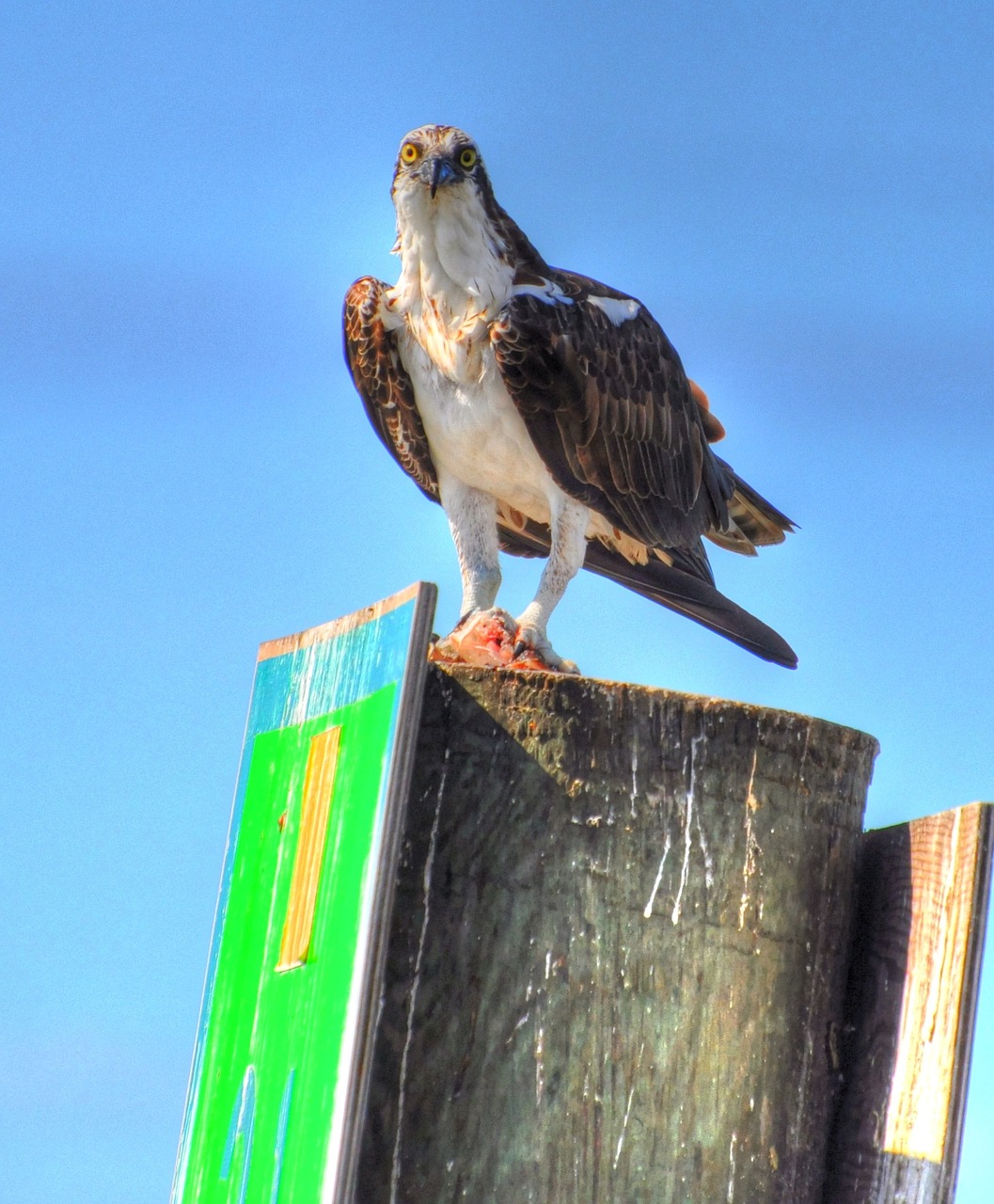 bird animal nature free photo