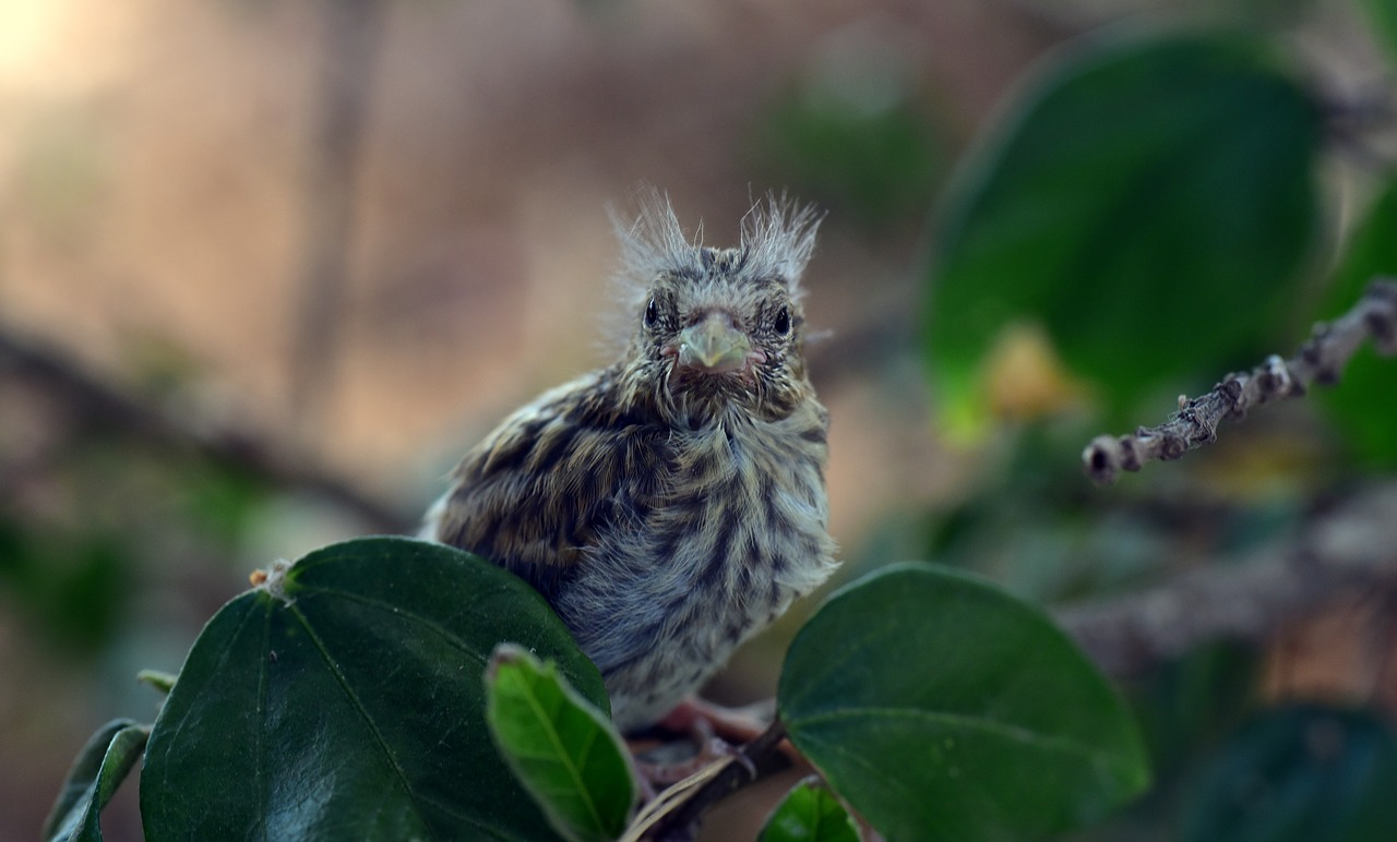 bird  chicks  nest escape free photo